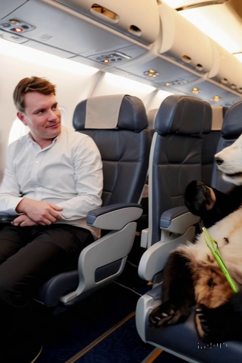 Panda On Plane Eating Bamboo Video – video thumbnail