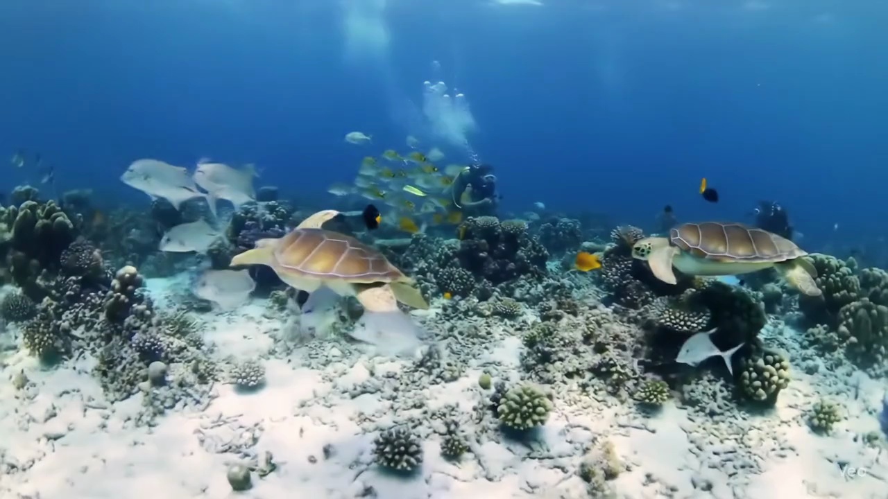 Scuba Diver Sea Turtles Coral Reef Video – video thumbnail